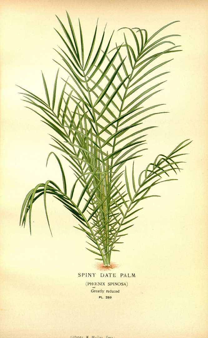 Phoenix reclinata