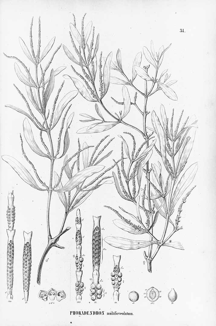 Phoradendron dipterum