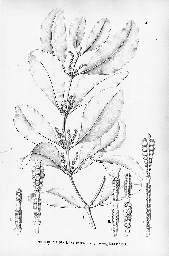 Phoradendron hexastichum