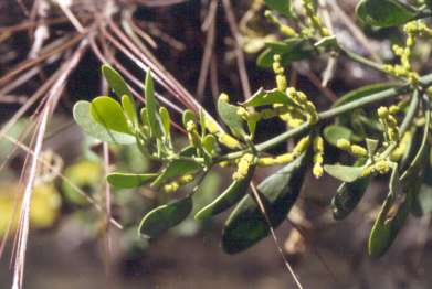 Phoradendron leucarpum