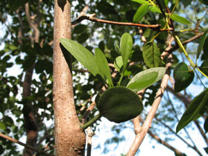 Phoradendron rubrum