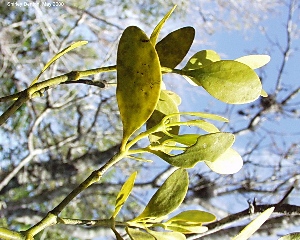Phoradendron rubrum