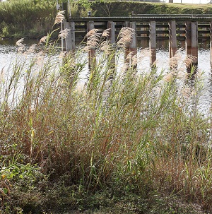 Phragmites australis