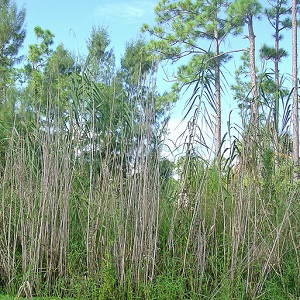 Phragmites australis