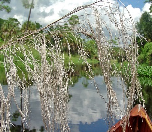 Phragmites australis