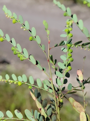 Phyllanthus abnormis