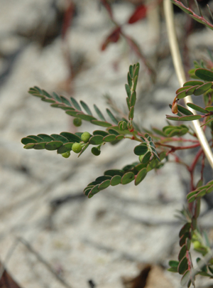 Phyllanthus abnormis