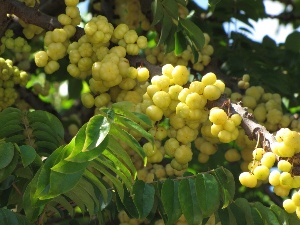 Phyllanthus acidus