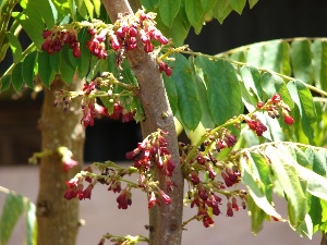 Phyllanthus acidus