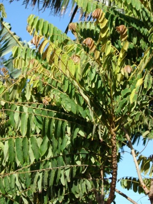 Phyllanthus acidus