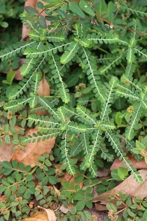 Phyllanthus amarus