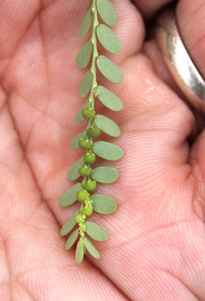 Phyllanthus amarus