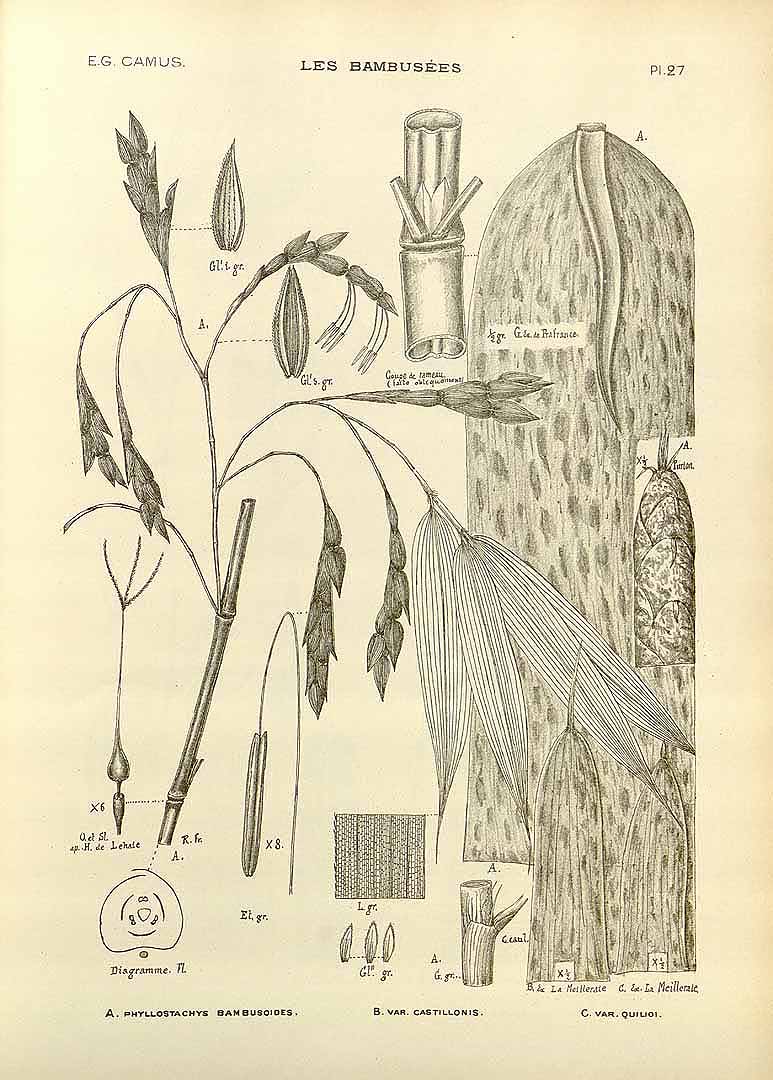 Phyllostachys bambusiodes