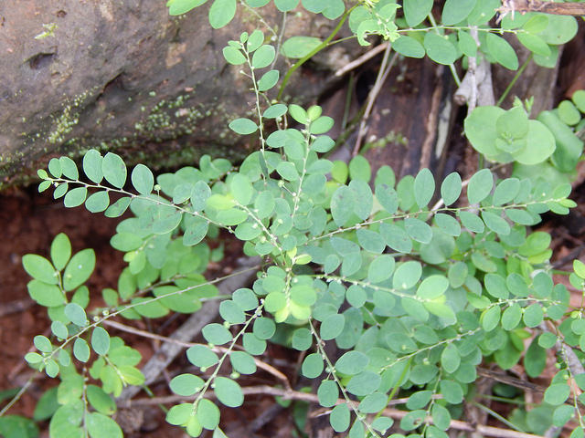 Phyllanthus debilis