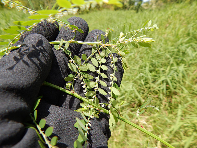 Phyllanthus debilis