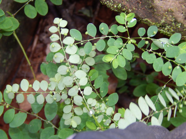 Phyllanthus debilis