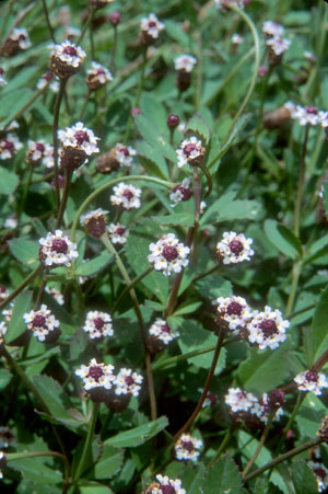 Phyla nodiflora