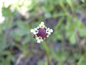 Phyla nodiflora