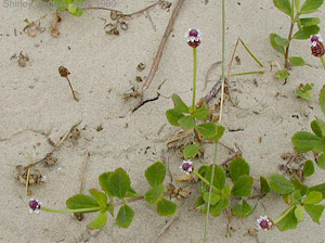 Phyla nodiflora