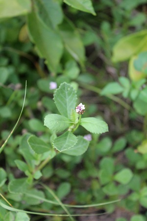 Phyla nodiflora