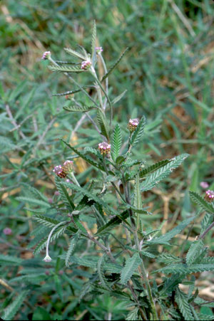 Phyla stoechadifolia