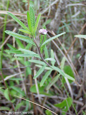 Phyla stoechadifolia