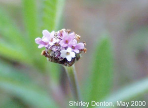 Phyla stoechadifolia