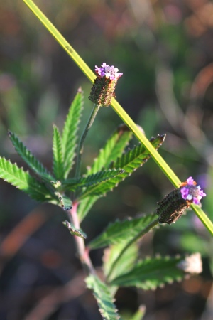 Phyla stoechadifolia