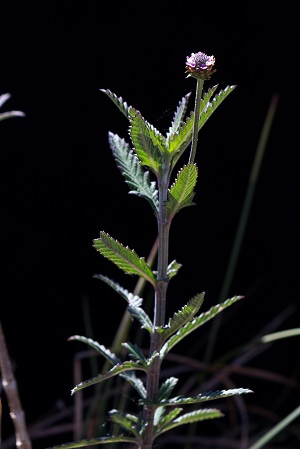 Phyla stoechadifolia