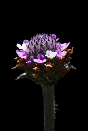 Phyla stoechadifolia