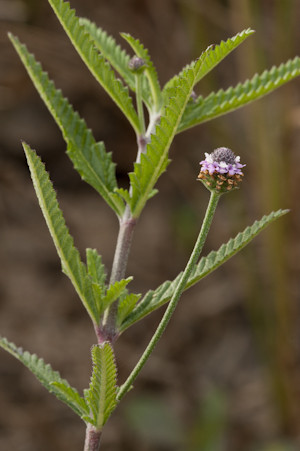 Phyla stoechadifolia