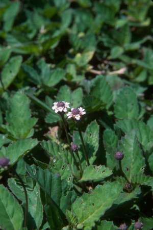 Phyla fruticosa