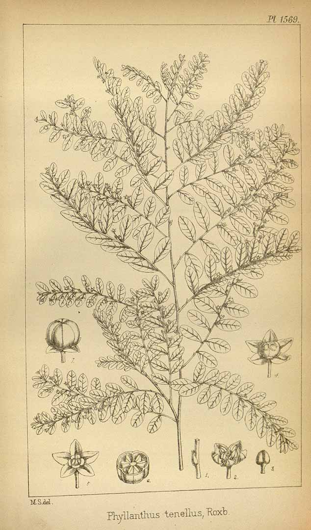 Phyllanthus tenellus