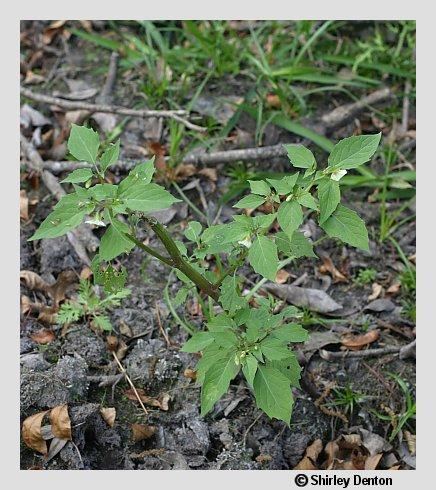 Physalis angulata