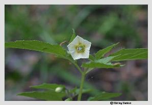 Physalis angulata