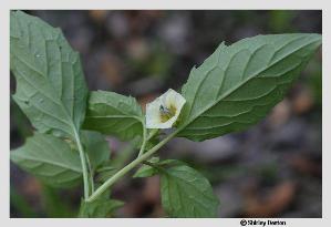 Physalis angulata