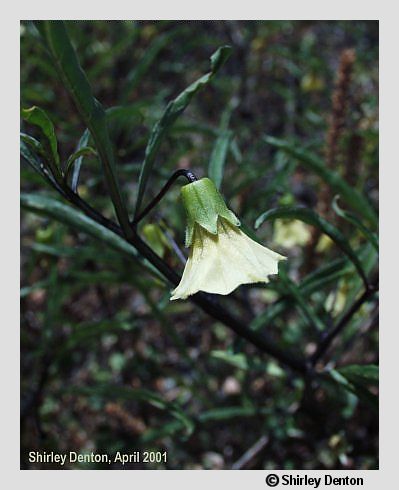 Physalis angustifolia