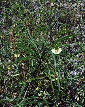 Physalis angustifolia