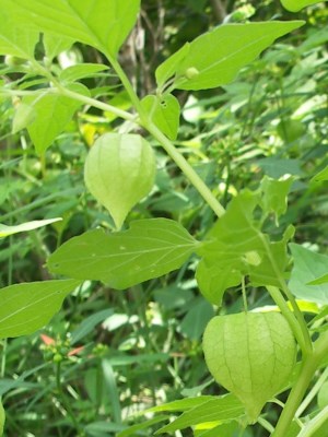 Physalis cordata