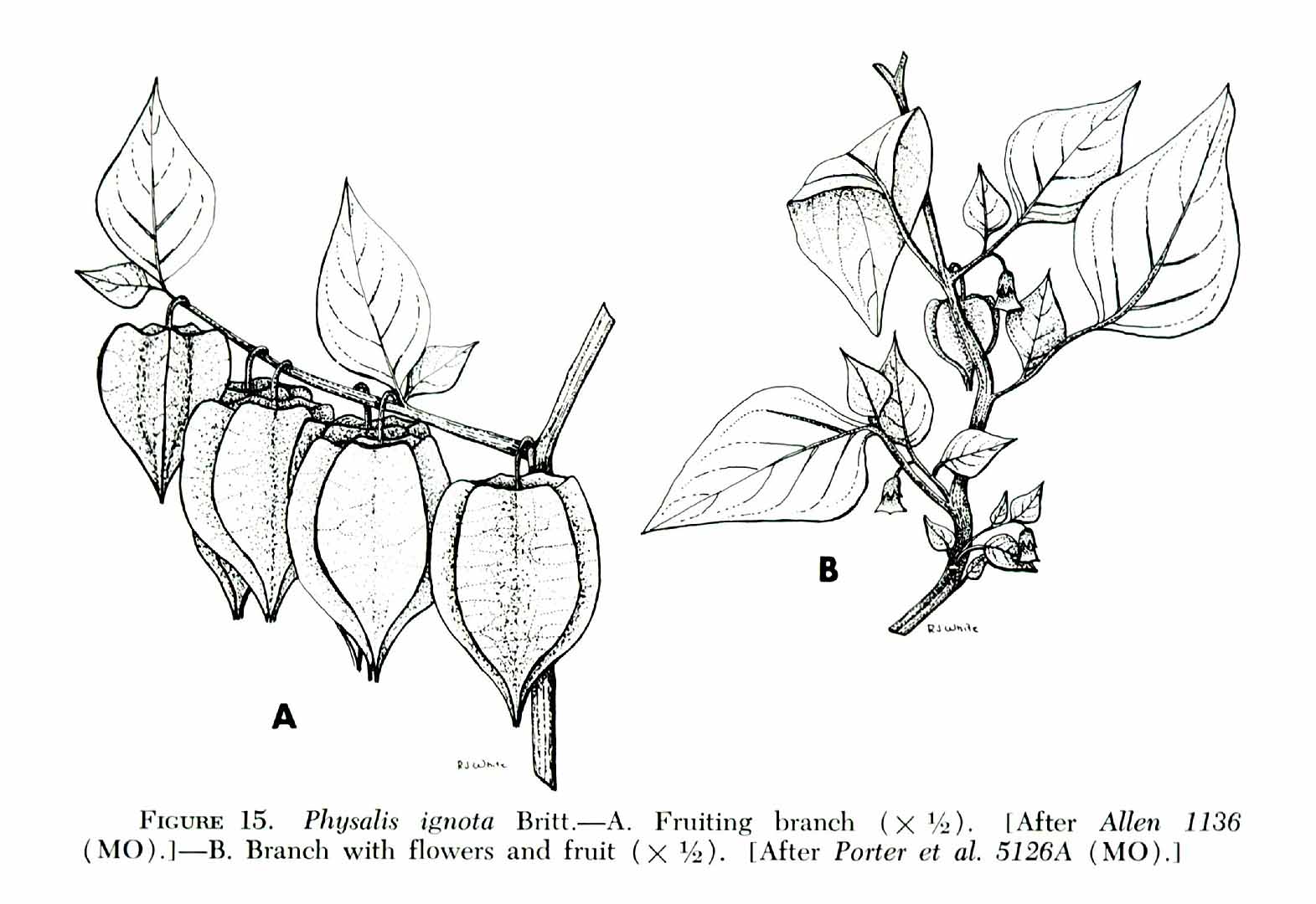 Physalis ignota