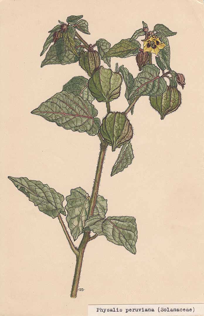 Physalis peruviana