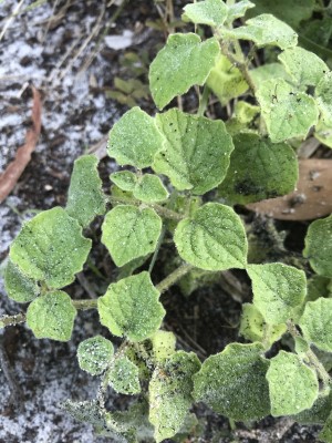 Physalis pubescens