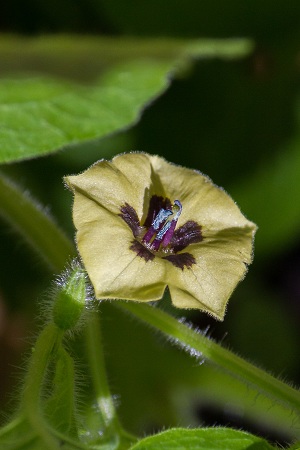 Physalis pubescens