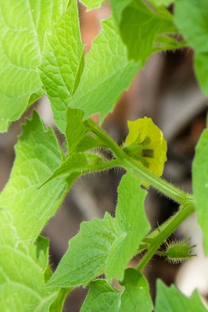 Physalis pubescens