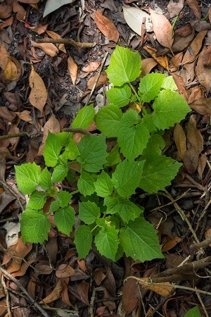 Physalis pubescens