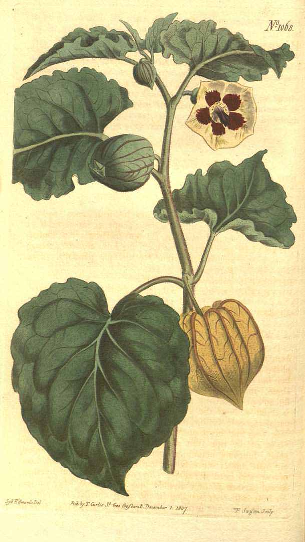 Physalis pubescens