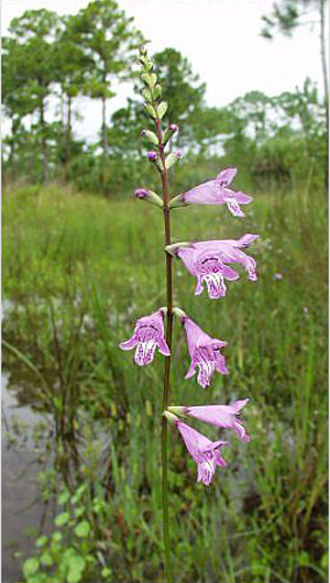 Physostegia purpurea