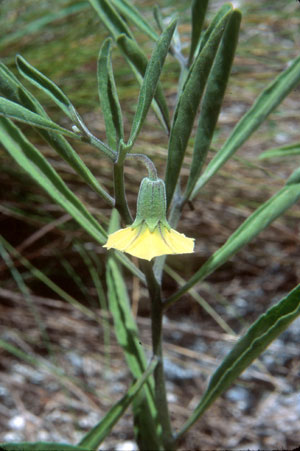 Physalis angustifolia