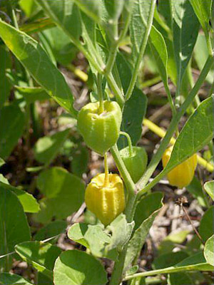 Physalis walteri