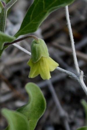 Physalis walteri